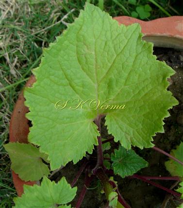  Leaf-Adaxial view